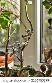 Crassula Ovata, Jade Plant On The Window. Evergreen Indoor Ornamental Plant For Room And House Decoration.