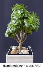 Crassula ovata or jade plant in a pot on a dark background, vertical view