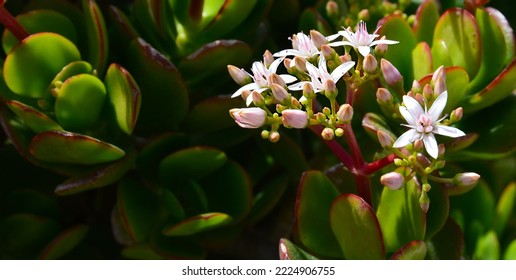 Crassula ovata (Jade Plant,Money Plant,Friendship Tree) succulent plant close up.Natural floral background with space for text.Selective focus.	