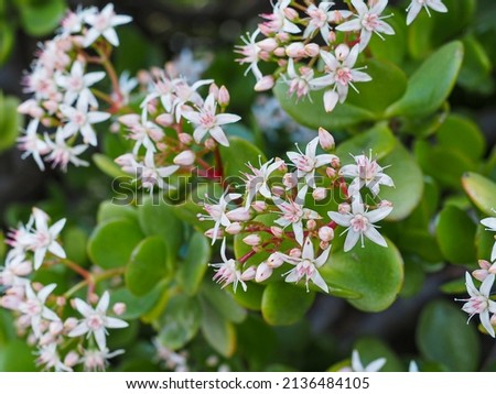 Crassula ovata pinkish white blossoms. Inflorescence with small star-like shaped flowers, close up. Jade plant or Chinese rubber is popular, broadleaf, flowering plant of the family Crassulaceae.