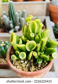 Corazón ovata succulento también conocido como planta de jade, dedos ET o planta de Shrek
