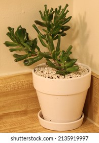 Crassula Ovata in white pot sitting in corner of kitchen counter