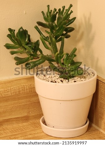 Crassula Ovata in white pot sitting in corner of kitchen counter