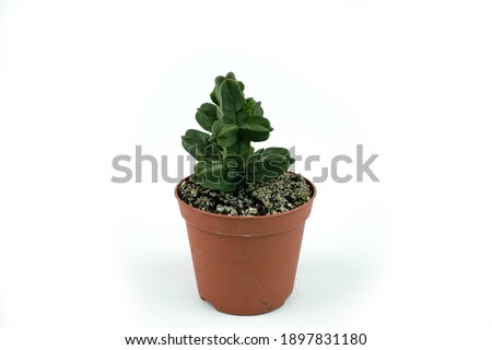 Crassula pyramidalis in flowerpot with white background