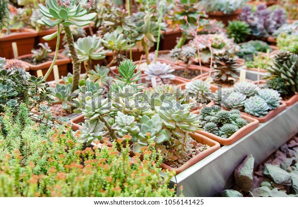 Crassula Succulents Collection Colorful Succulents Large Stock Photo Edit Now 1056141425