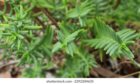 Crassula Tetragona "Mini Pine Tree". Unique shaped of green plants. Succulent plant.