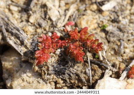Crassula tillaea, Crassulaceae. Wild plant shot in spring.