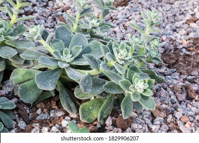 Crassulaceae, Also Known As The Stonecrop Family Or The Orpine Family. 