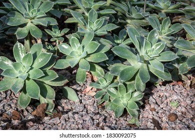 Crassulaceae, Also Known As The Stonecrop Family Or The Orpine Family. Graptoveria,