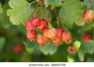 English hawthorn Images, Stock Photos & Vectors | Shutterstock