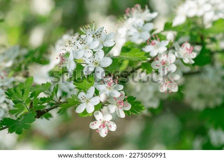 Crataegus marshallii blooming on a spring morning in Texas.