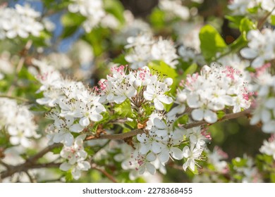 Crataegus marshallii flowers on a bright morning in springtime. - Shutterstock ID 2278368455