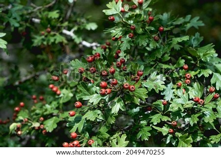Crataegus monogyna common hawthorn laden of red berries