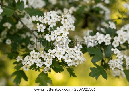 Crataegus monogyna, hawthorn white spring flowers closeup slective focus