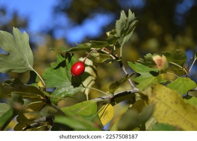 Crataegus monogyna - Hloh, red berry in green leaves, 