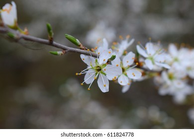 Crataegus Monogyna II