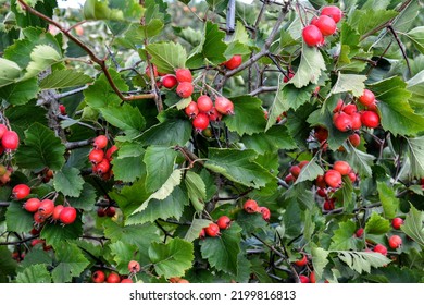 Crataegus Pinnatifida, Chinese Haw, Chinese Hawthorn, Chinese Hawberry With Fruits