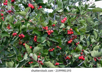 Crataegus Pinnatifida, Chinese Haw, Chinese Hawthorn, Chinese Hawberry With Fruits