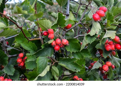 Crataegus Pinnatifida, Chinese Haw, Chinese Hawthorn, Chinese Hawberry With Fruits