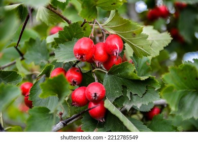 Crataegus Pinnatifida, Chinese Haw, Chinese Hawthorn, Chinese Hawberry With Fruits