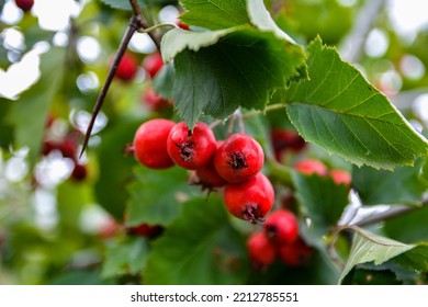 Crataegus Pinnatifida, Chinese Haw, Chinese Hawthorn, Chinese Hawberry With Fruits