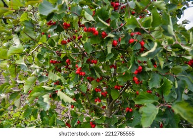 Crataegus Pinnatifida, Chinese Haw, Chinese Hawthorn, Chinese Hawberry With Fruits