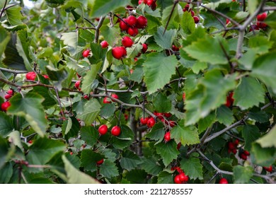 Crataegus Pinnatifida, Chinese Haw, Chinese Hawthorn, Chinese Hawberry With Fruits