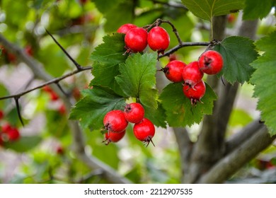 Crataegus Pinnatifida, Chinese Haw, Chinese Hawthorn, Chinese Hawberry With Fruits