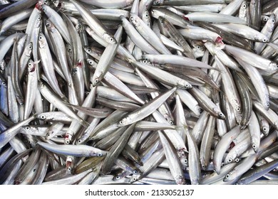 9,105 Anchovy Ocean Images, Stock Photos & Vectors | Shutterstock