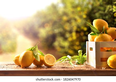 Crate of freshly picked lemons on wooden table in lemon grove with sunbeam. Front view. Horizontal composition. - Powered by Shutterstock