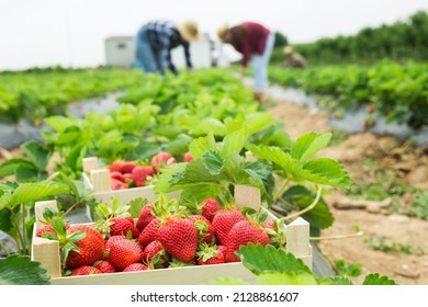 Crate Full Of Freshly Picked Red Strawberries Standing At Farm Field, Farmers Picking Berries On Background