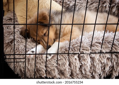Crate Training Puppy. Sheltie sleeping on fluffy and warm bed. Winter Concept  - Shutterstock ID 2016755234