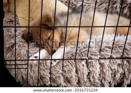 Crate Training Puppy. Sheltie sleeping on fluffy and warm bed. Winter Concept 