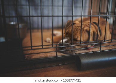 Crate Training your puppy. - Shutterstock ID 1038774421