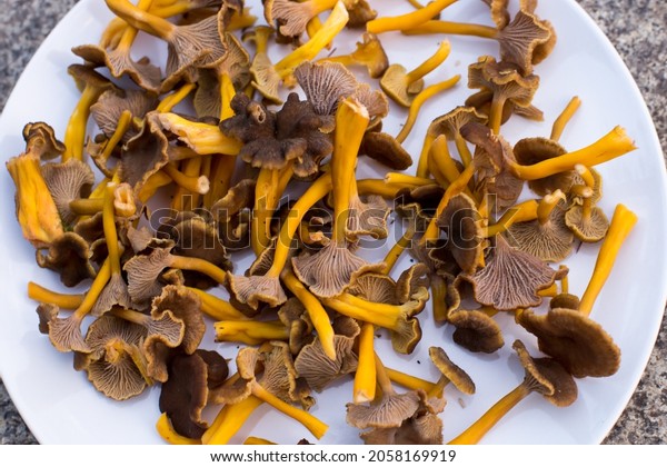 Craterellus tubaeformis, yellowfoot, winter\
mushroom, funnel\
chanterelle