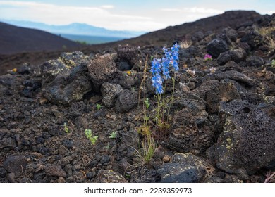 Craters of the Moon National Monument and Preserve near Arco, Idaho is a large ocean of lava flows with scattered islands of cinder cones and sagebrush. Blue Penstemon	 grows between the rocks.  - Shutterstock ID 2239359973