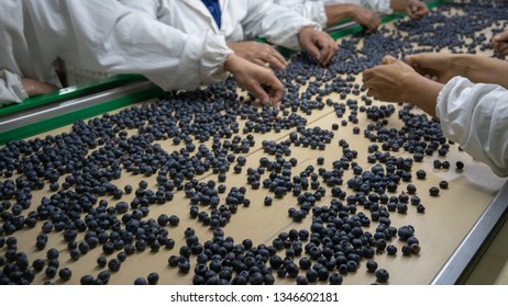 Crates of blueberries, Workers sort blueberries at a packing facility - Powered by Shutterstock