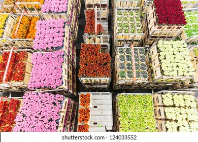 Crates With Colorful Flowers On A Dutch Flower Auction