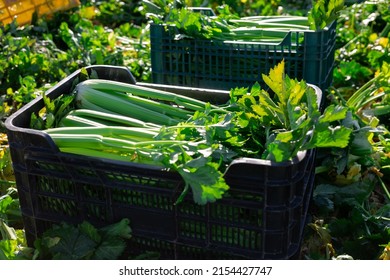 Crates full of fresh celery on vegetable field. Celery harvesting. - Shutterstock ID 2154427747
