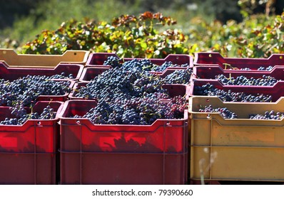 Crates of hand-picked grapes in a vineyard in the Priorat wine region of Catalonia, Spain