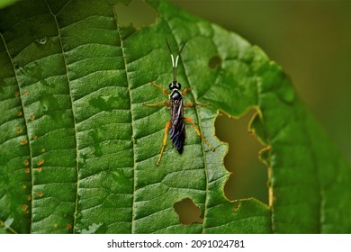 Cratichneumon Sp., A Parasitoid Wasp.