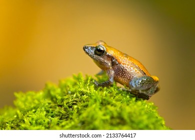 Craugastor stejnegerianus is a species of frog in the family Craugastoridae. It is found in Costa Rica and Panama. Its natural habitats are subtropical or tropical dry forests