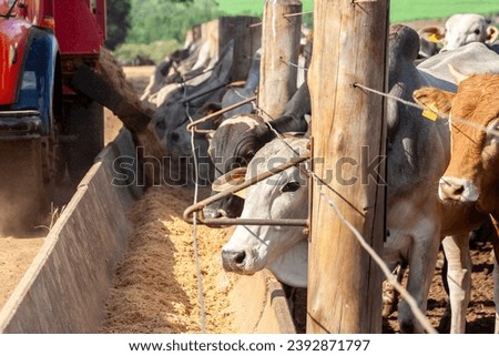 Cravinhos, Sao Paulo, Brazil. June 18, 2008: Truck dumps silage into troughs for animal feed, in a feedlot for beef cattle