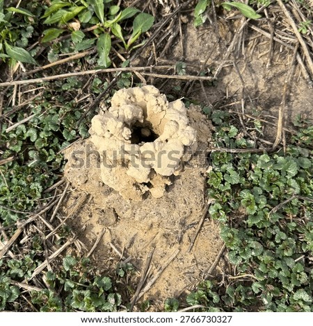 Craw fish hole in the spring