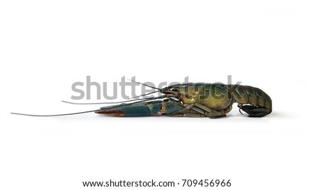 Craw on white background.