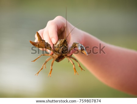 A crawdad being held in someone's hand with the green of the lake as the background.