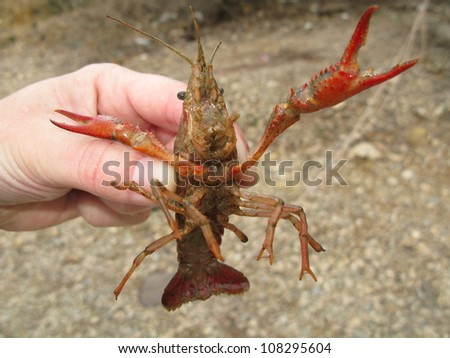 Crawfish