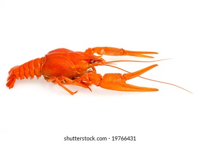 Crawfish Against White