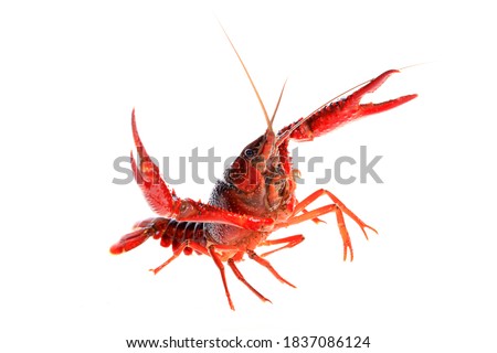Crawfish, Crayfish on a white background