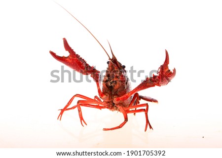 Crawfish, Crayfish on a white background